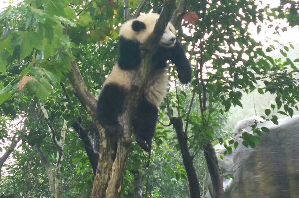 Ancient Beijing &amp; New Olympic tour