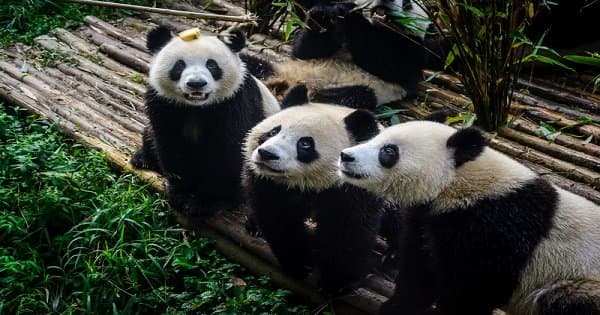 Chengdu Half Day Amazing Panda Base Private Tour