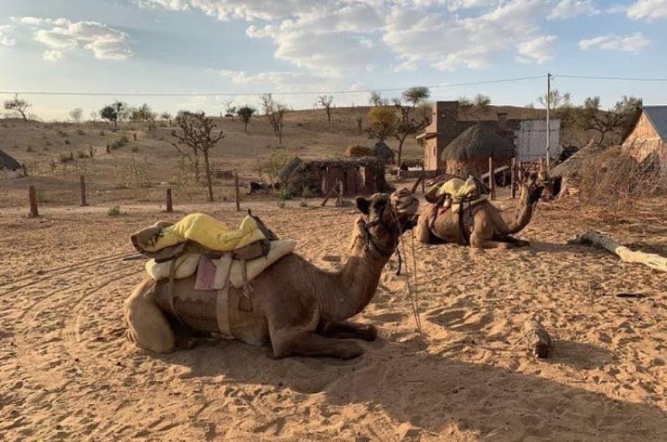 Camel Safari Half -Day Tour In Jaisalmer