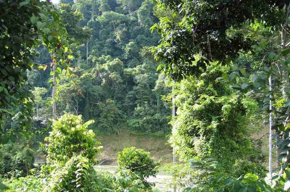 3 Days Medan - Bukit Lawang Orangutans Tour