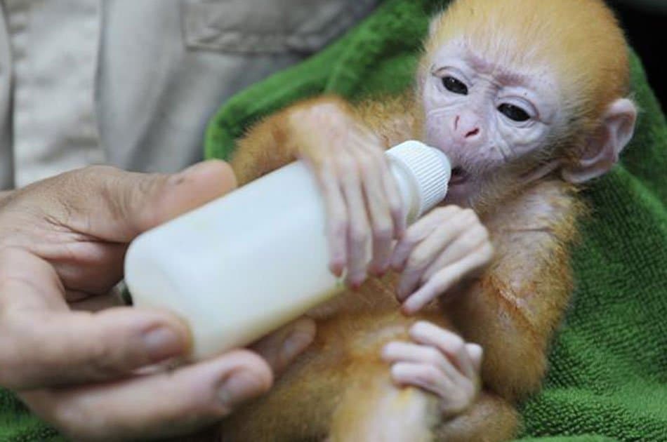 Bali Animals Lover Day Tours