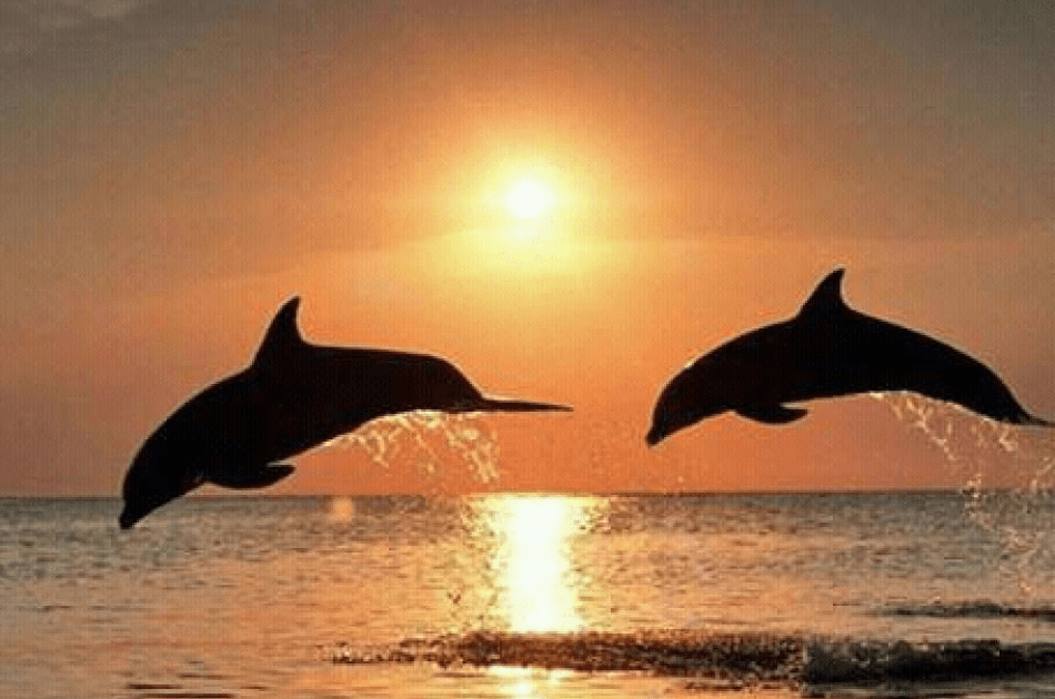 Bali Lovina Dolphin Tour