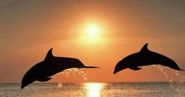 Bali Lovina Dolphin Tour