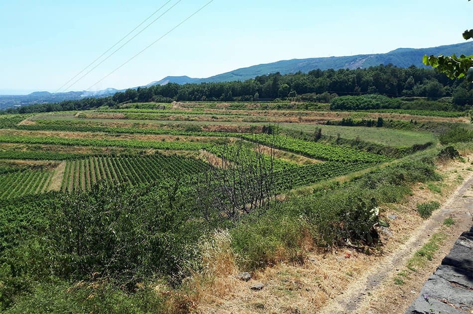 Private Mount Etna &amp; Wine Experience in Sicily