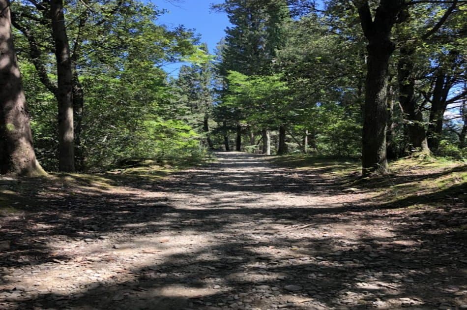 Wine Trekking experience in Florence with lunch