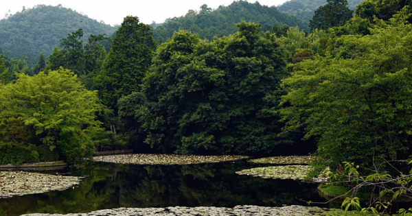 Private Kyoto Garden Tour