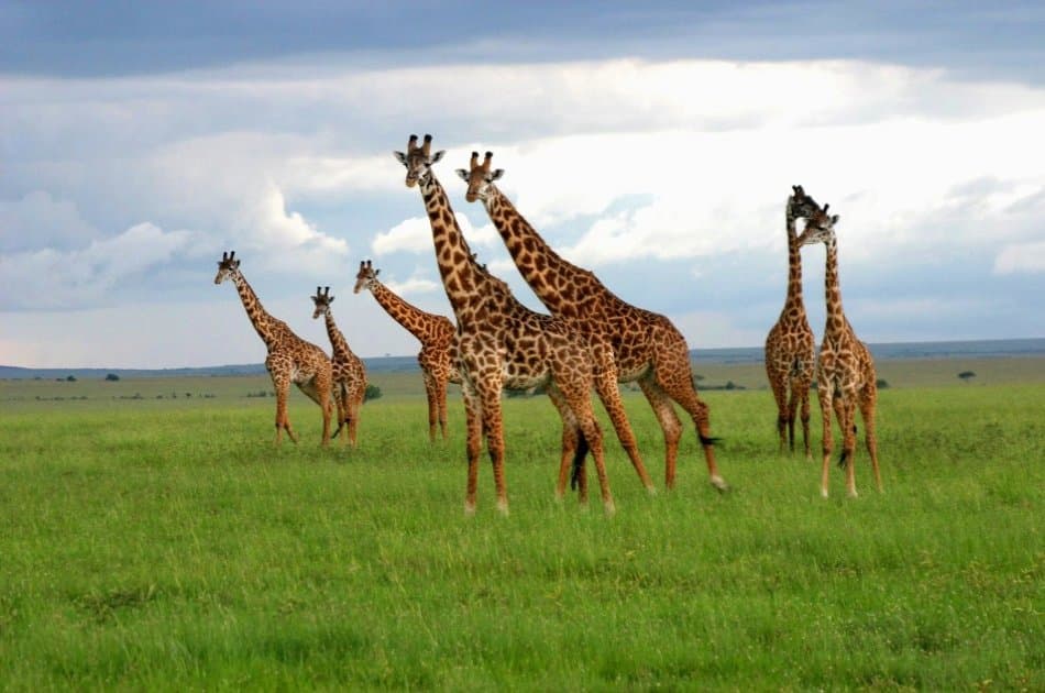 1 Day Mombasa to Tsavo East Safari