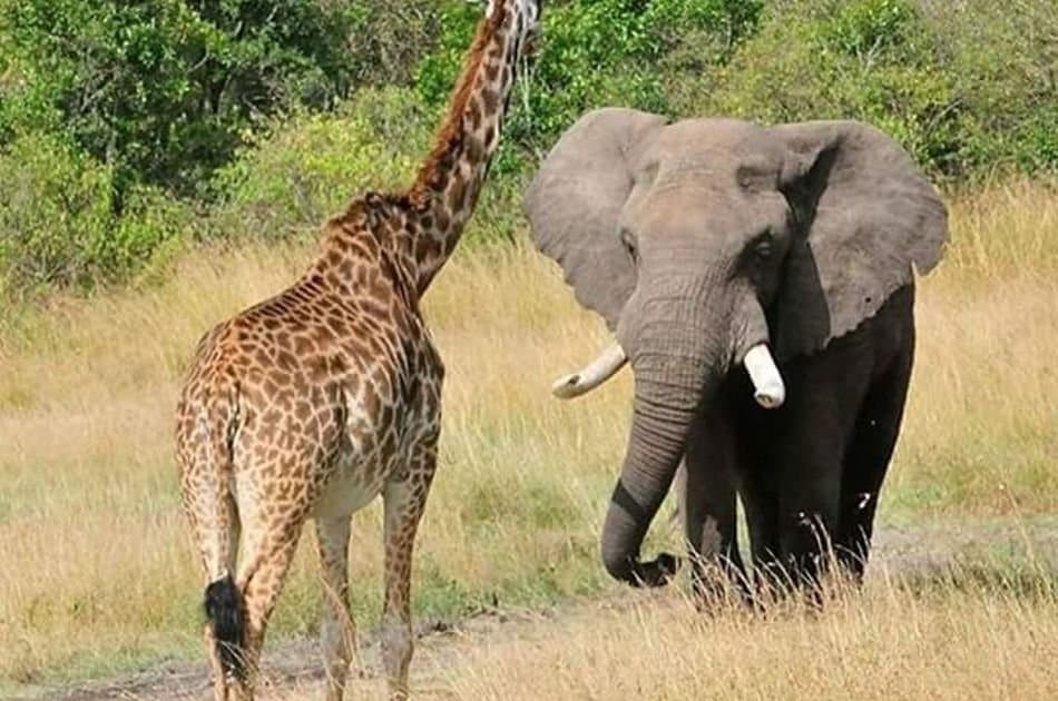 12 Days Best of Kenya & Tanzania