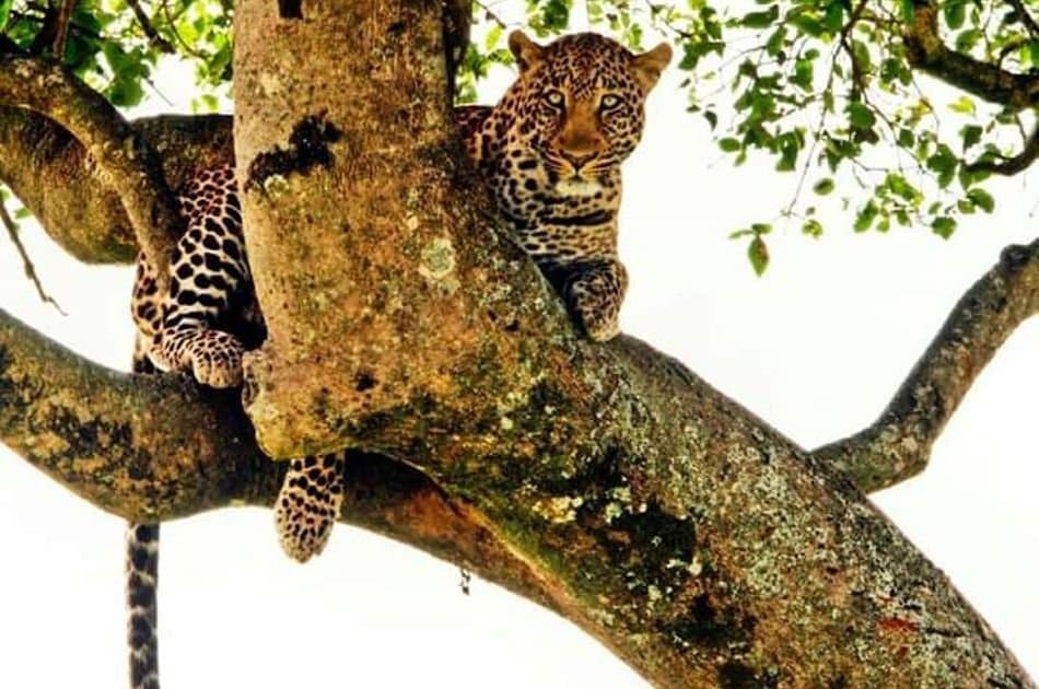 12 Days Best of Kenya & Tanzania