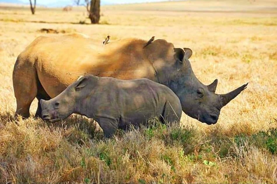 12 Days Best of Kenya & Tanzania