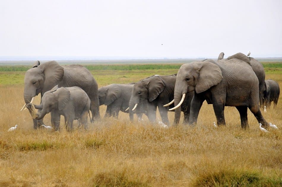 3 Day Amboseli National Park Safari