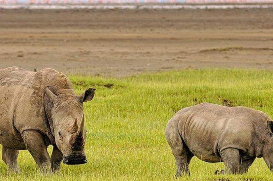 5 Days Big Five Kenya Safari