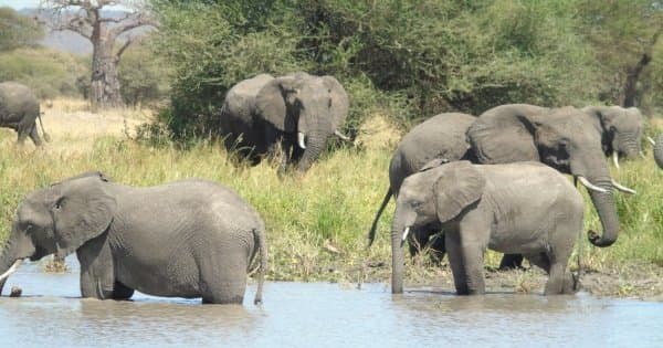 5 Days Big Five Kenya Safari