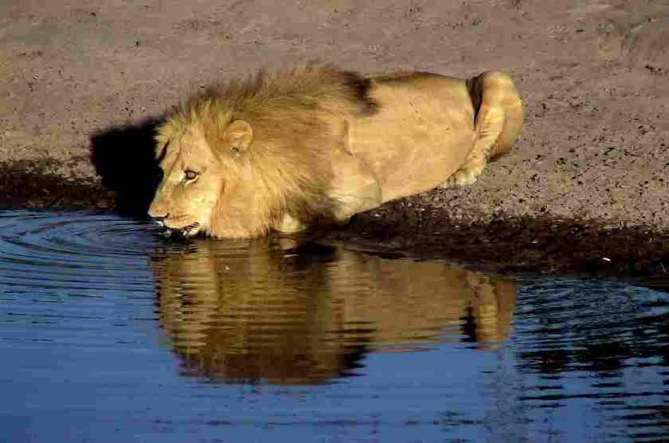 Exciting 3 Day Masai Mara Lodge Safari in Kenya