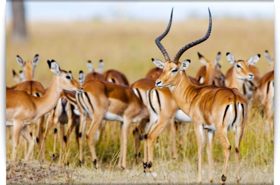 Kenya 3 Days Masai Mara Budget Camping Safari