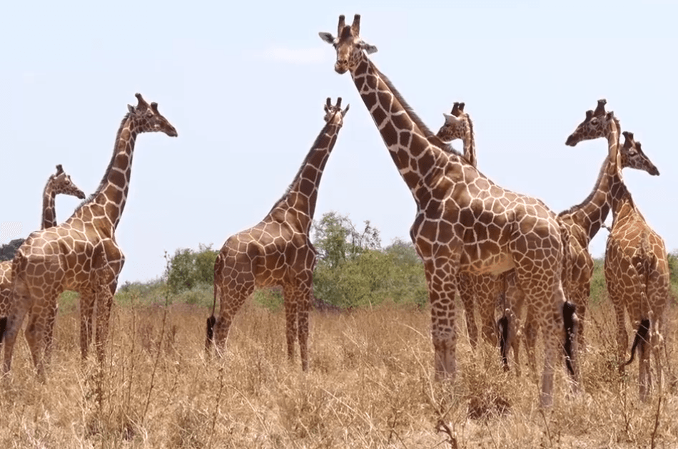 Kenya  Guided Wildlife Safari