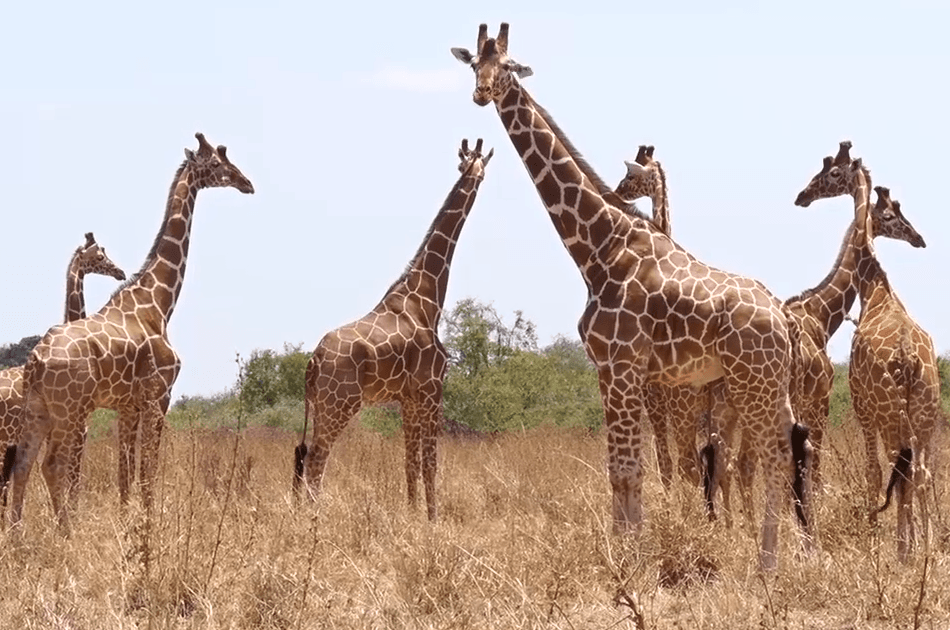 Kenya Migration Lodge  Safari