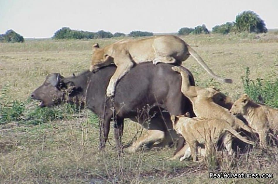 Nairobi National Park