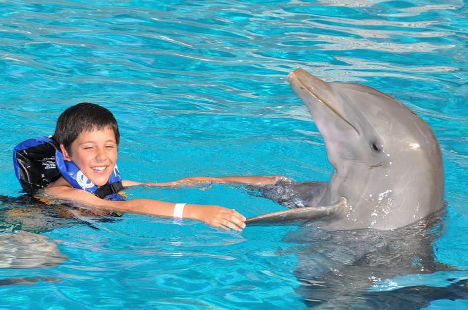 Dolphin Encounter in Isla Mujeres