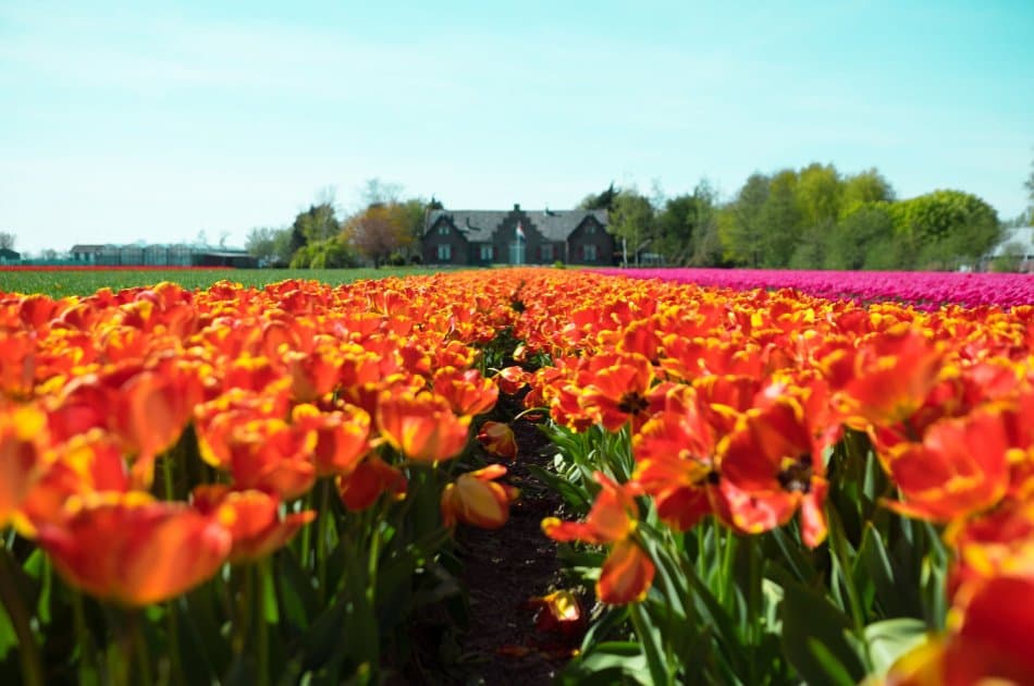Half-Day Keukenhof Tour from Amsterdam
