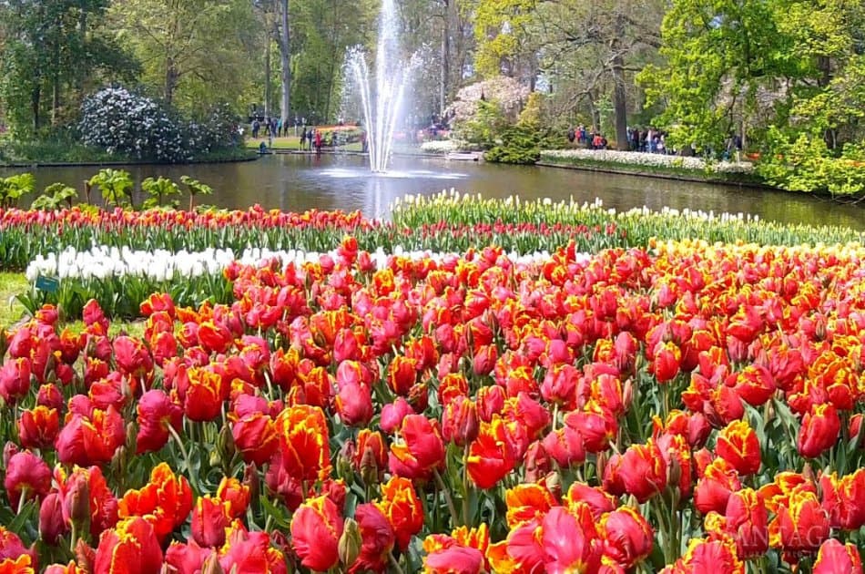 Half-Day Keukenhof Tour from Amsterdam
