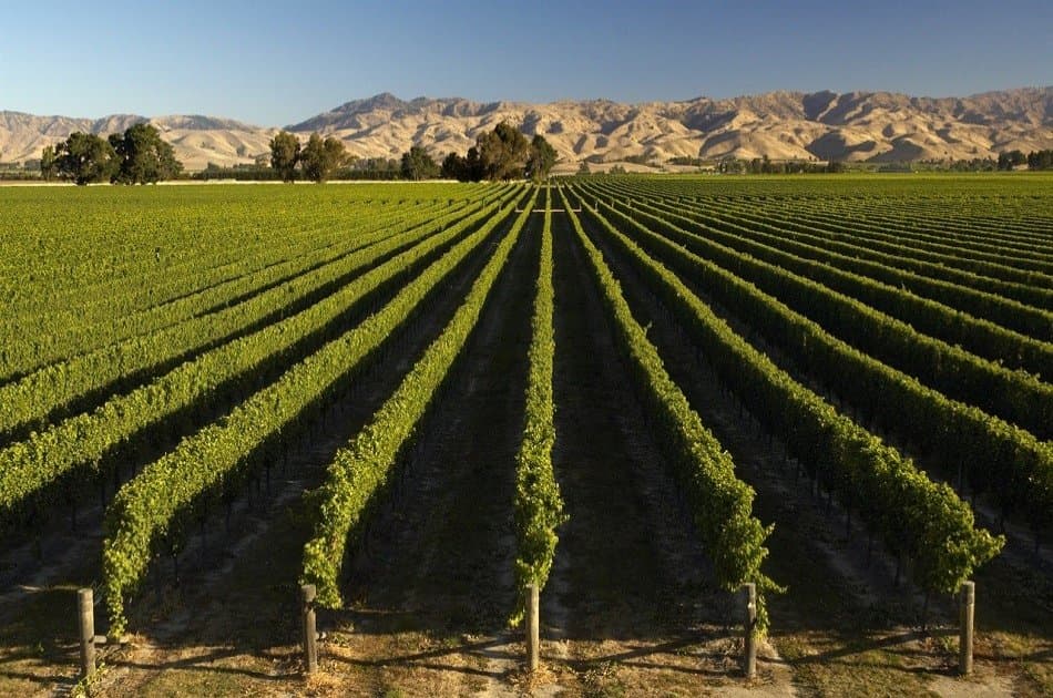 Marlborough Wine and Vineyard Tour