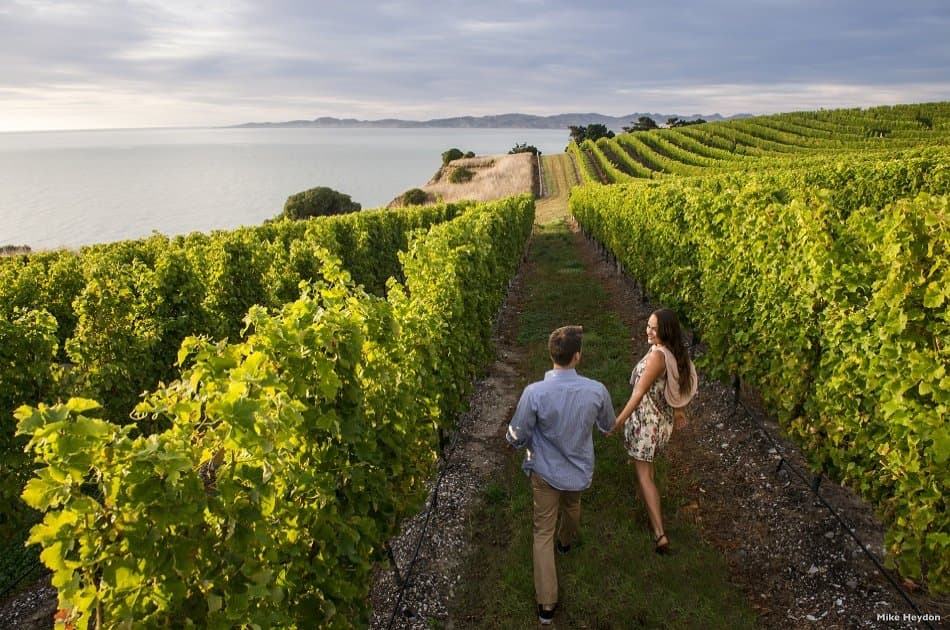 Marlborough Wine and Vineyard Tour