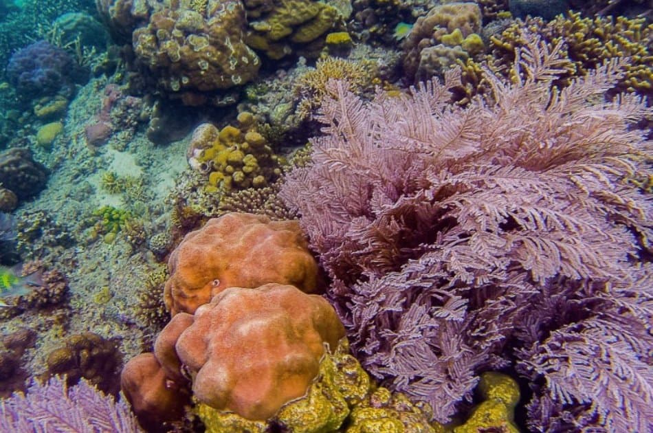 Coron Tour D – Reef and Wrecks