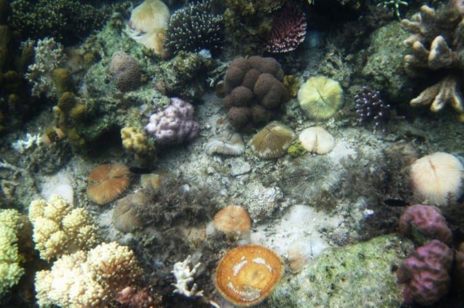 Coron Tour D – Reef and Wrecks