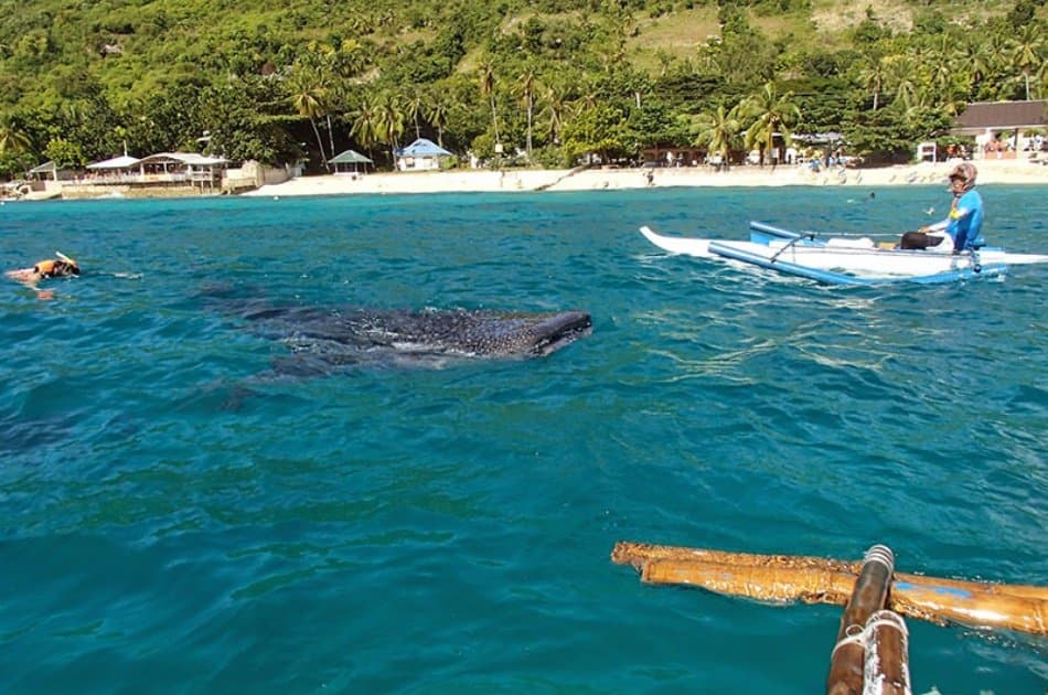 Oslob Whaleshark Snorkeling