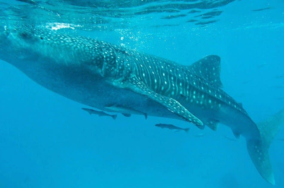 Oslob Whaleshark Snorkeling