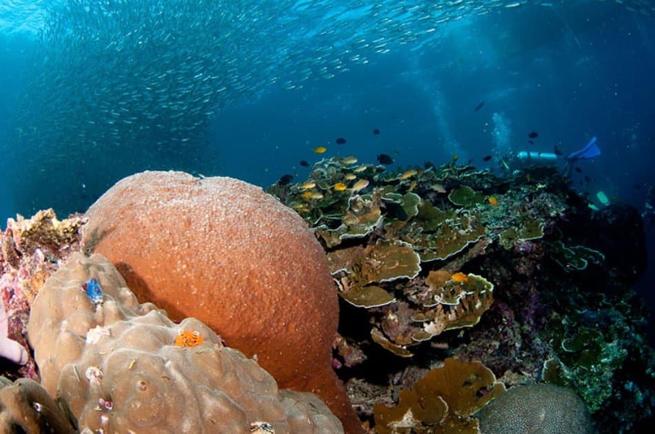 Pescador Island Hopping in Moalboal
