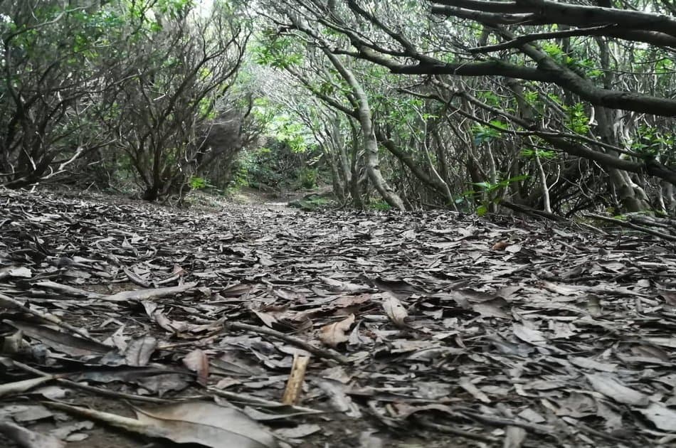 Hand in Hand with Nature Private Half Day Tour