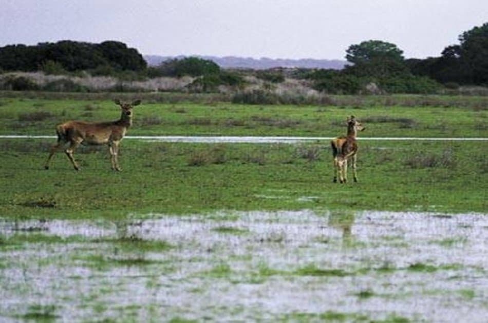 Doñana Nature Park -  Off the Beaten Path Tour