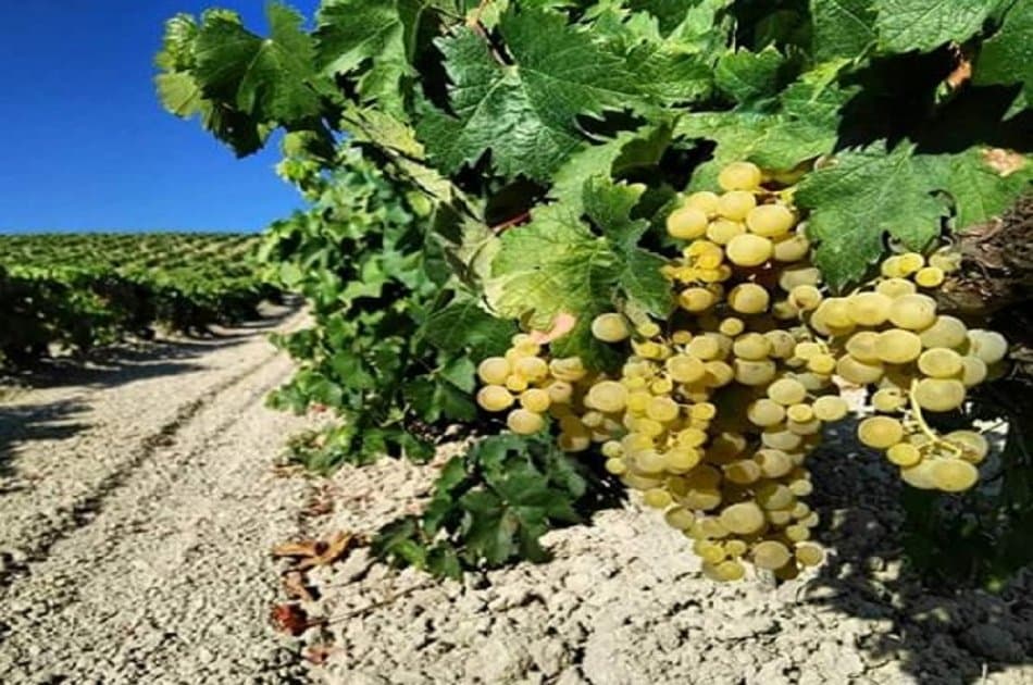 Sensory Wine Tasting in Jerez