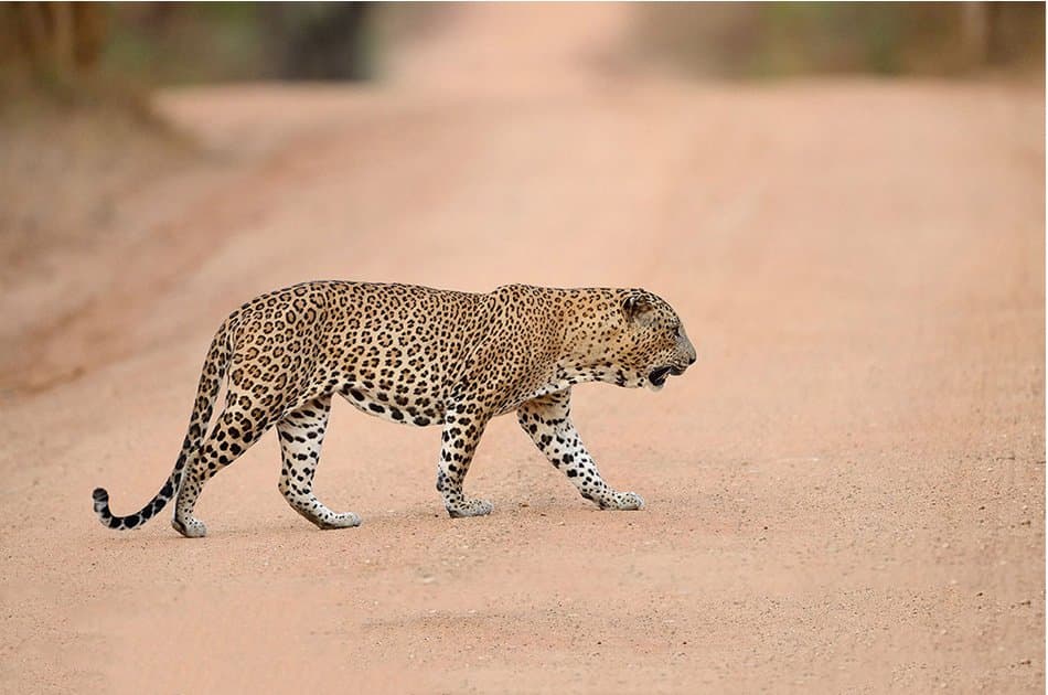 15 Day Private Sri Lanka 'Miracle' Tour