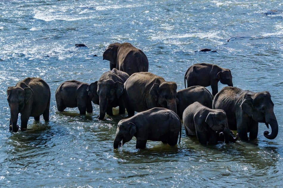 Elephant Explorer Tour From Kandy