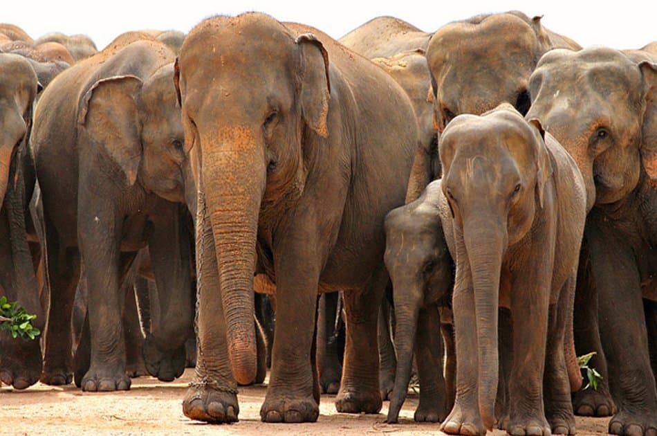 Elephant Explorer Tour From Kandy