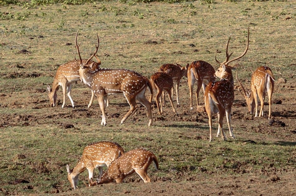 Private Safari: Udawalawe National Park