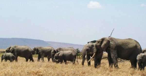 6 Day "Big 5" Safari