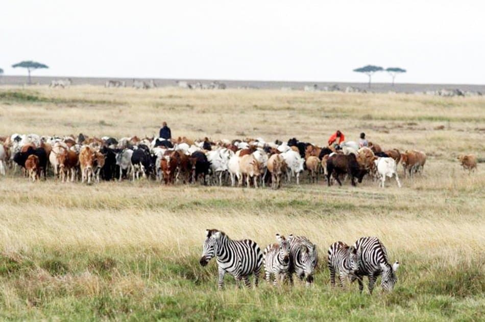 6 Day "Big 5" Safari