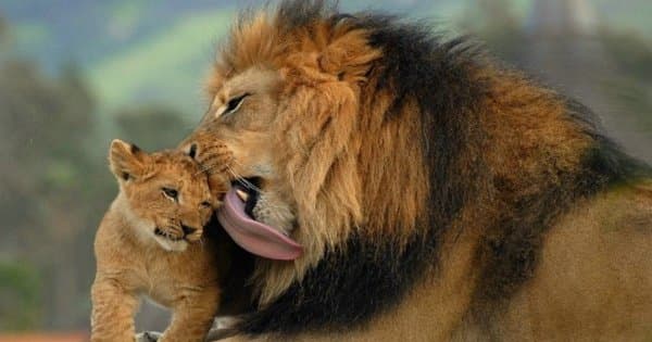 7 Days Best of Tanzania on Safari