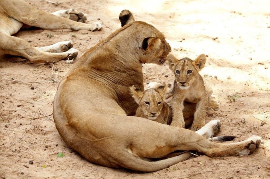 Bush to Beach 12 Days Safari Adventure