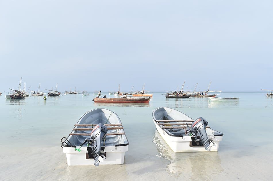 Dolphin Half Day Tour from Zanzibar