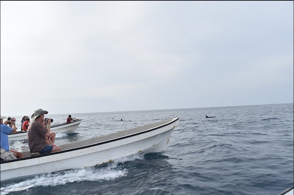Dolphin Half Day Tour from Zanzibar