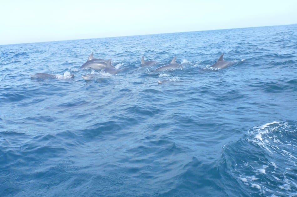 Dolphins &amp; Jozani Forest in Zanzibar