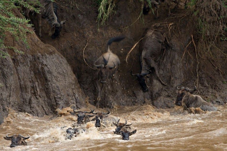 Tanzania Classic Safari Adventure