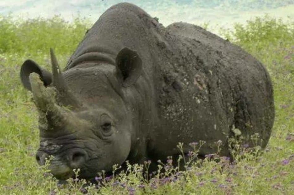 Tanzania Wilderness Experience