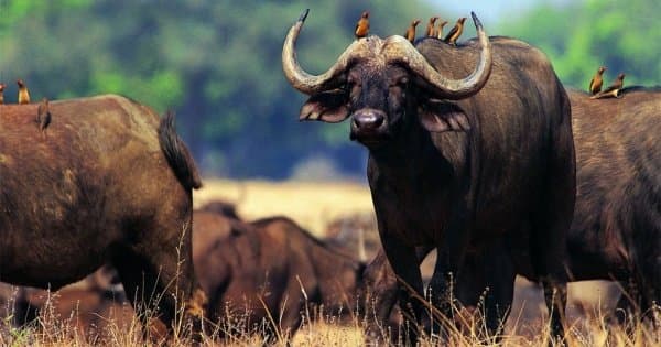 11 Days Classic Wildlife Of Uganda Tour