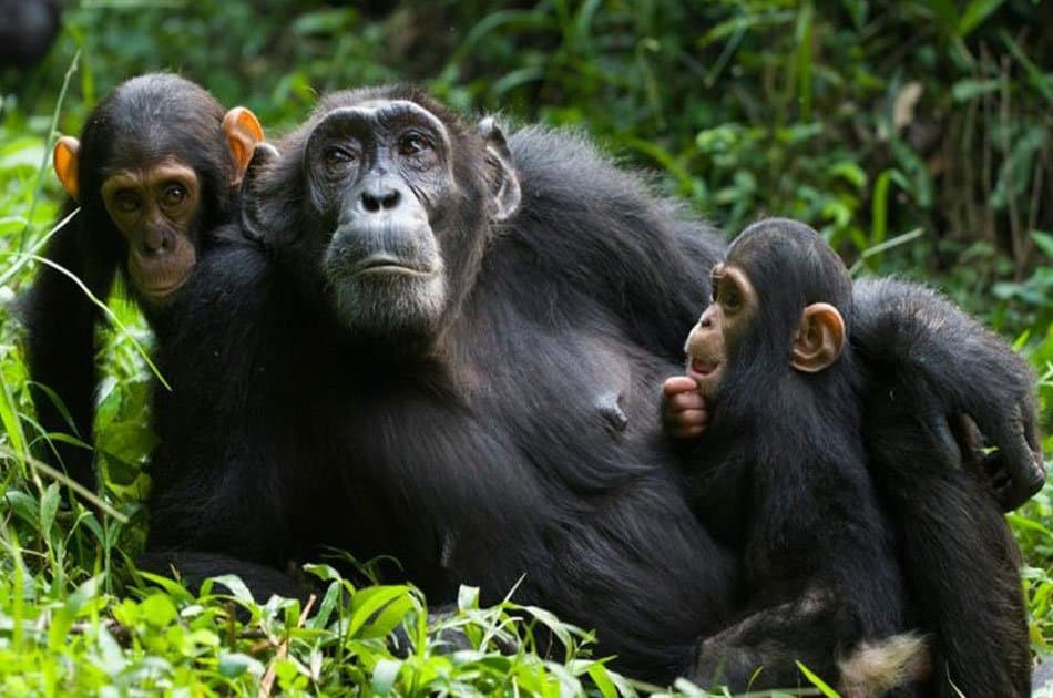 13 Days Trip Essential Uganda